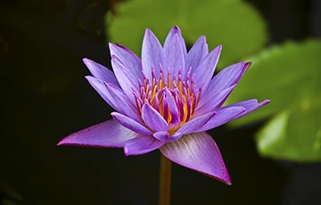 lotus flow - kasyapa