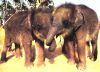 Baby Elephants Playing