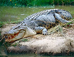 Crocodile on river back waiting to pounce