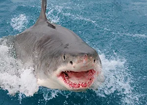 shark attacking