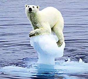 polar bear on melting ice cap