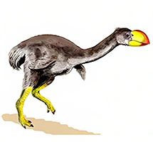 Dromornis Stirtoni extinct Australian animal