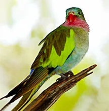 Red-fronted Parakee now extinct