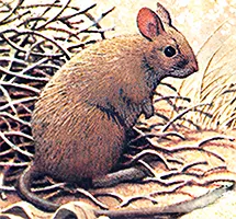 Stick Nest Rat noew extinct