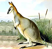 Toolache Wallaby now extinct