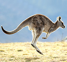 Macrod wallaby