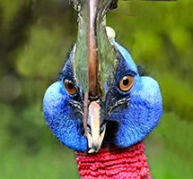 Cassowary is a nocturnal night-time animal