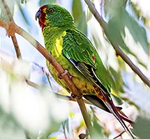 Swift Parrot fastest parrot in the world