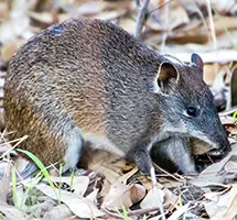 Bandicoot is a nocturnal night-time animal