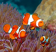 Clownfish in the Great Barrier Reef