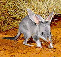 Greater Bilby is a nocturnal night-time animal