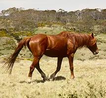 Brumby Feral Horse is a nocturnal night-time animal