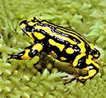 Corroboree Frog