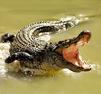 Crocodile leaping out of the water