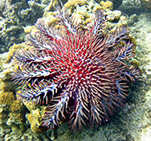 Crown of Chorns Starfish
