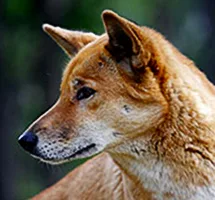 Dingo face in profile