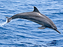 Dolphine