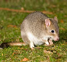Eastern Bettong is a nocturnal night-time animal