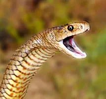 Eastern Brwon Snake with mouth open