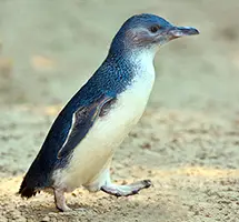 Fairy Penguin