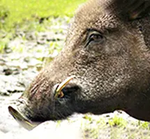 Feral Pig is a nocturnal night-time animal