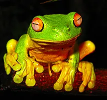 Red-Eyed Tree Frog is a nocturnal night-time animal