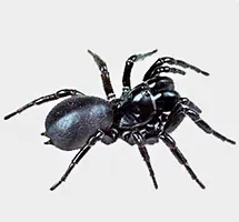 Funnel-web Spider worlds deadliest spider