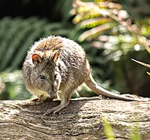 Gilbert's Potoroo is a nocturnal night-time animal