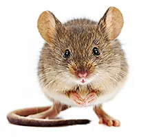 House Mouse is a nocturnal night-time animal