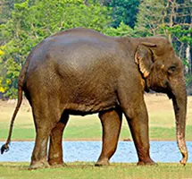 Indian Elephant is a nocturnal night-time animal