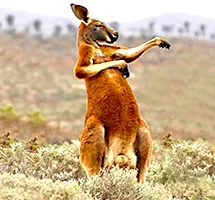 Red Kangaroo in threatening stance