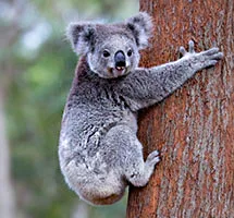 koala climbing tree