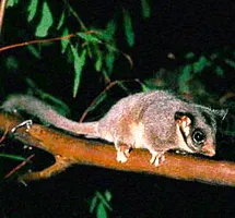 Leadbeater's Possum is a nocturnal night-time animal
