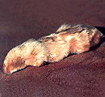 Marsupial Mole is a nocturnal night-time animal