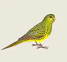 Night Parrot only comes out at night