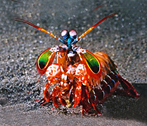 Peacock Mantis Shrimp