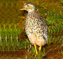Plains Wanderer is a nocturnal night-time animal