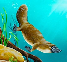 Platypus is a nocturnal night-time animal