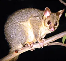 Bushtail Possum is a nocturnal night-time animal
