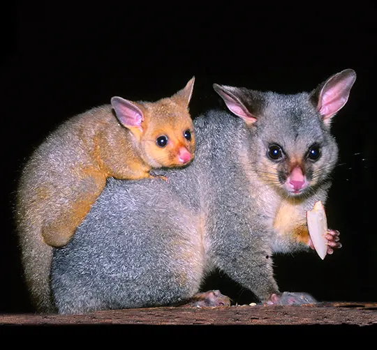 Possums is a nocturnal night-time animal