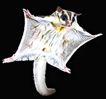 Sugar Glider is a nocturnal night-time animal
