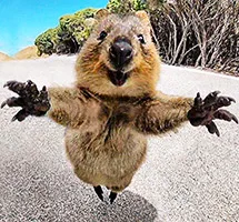 Quokka is a nocturnal night-time animal