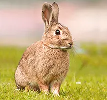 Rabbit is a nocturnal night-time animal
