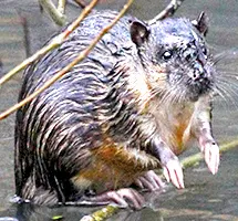 Rakali (Water Rat) is a nocturnal night-time animal