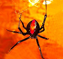 Red Back Spider on web