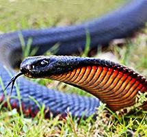 Red-bellied Black Snake is a nocturnal night-time animal