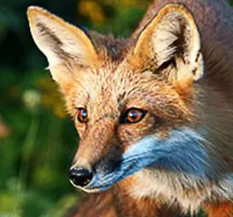 Red fox is a nocturnal night-time animal