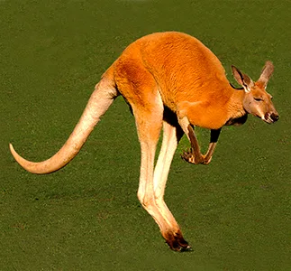 kangaroo is a nocturnal night-time animal