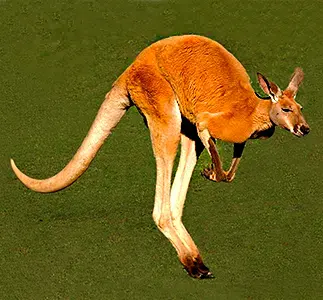 kangaroo is a nocturnal night-time animal