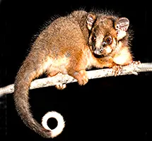 Ring-tail Possum is a nocturnal night-time animal